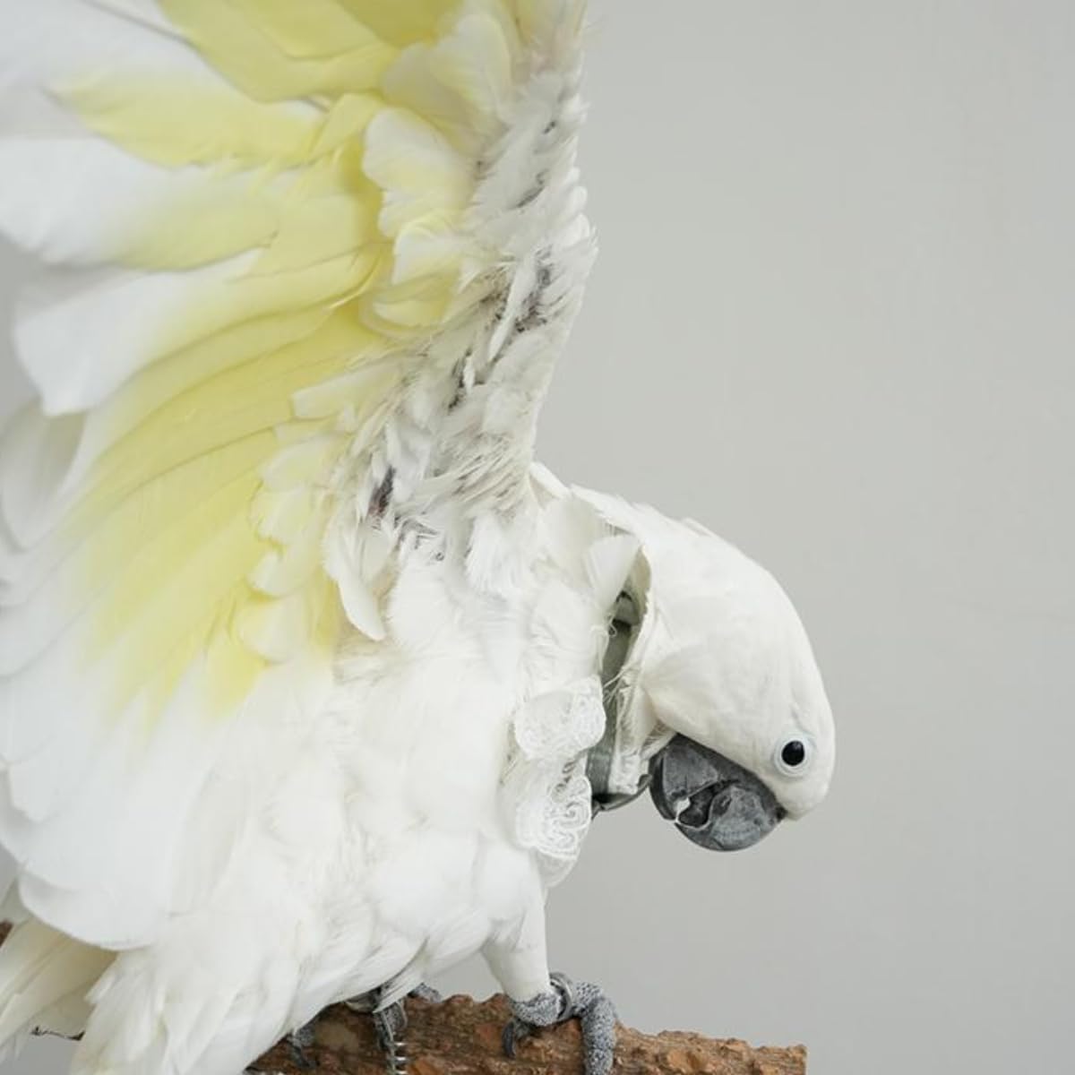 Close up view of the miniature button down shirt collar for large parrots