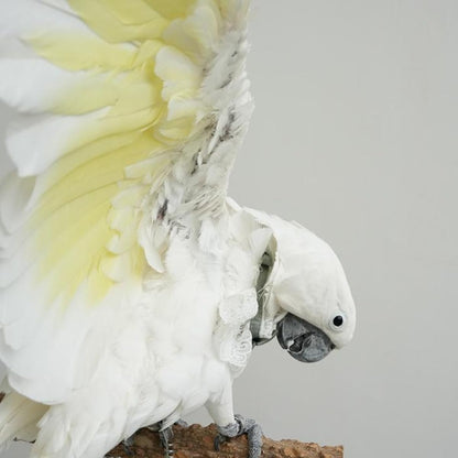 Close up view of the miniature button down shirt collar for large parrots