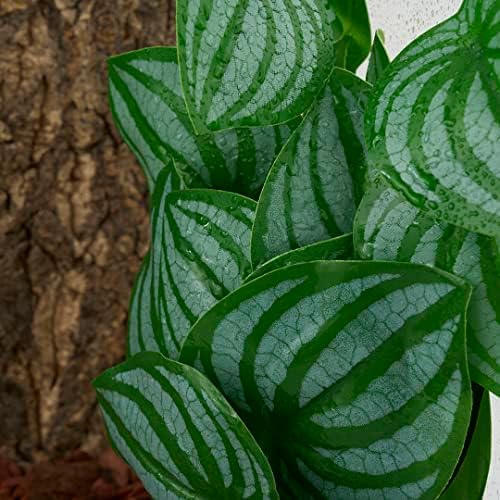 Side view of the flexible WOLEDOE hanging foliage mounted on smooth glass