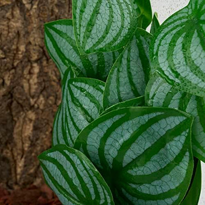 Side view of the flexible WOLEDOE hanging foliage mounted on smooth glass