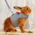 Packaging view of the authentic Barn Eleven small pet harness and leash walking training set.