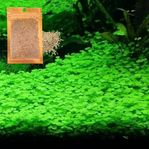 Natural aquatic plant growth material establishing a green lawn in a fish tank foreground.