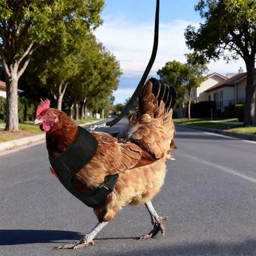 WeimoMonkey poultry walking harness showing secure metal ring connection for leash attachment.