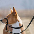 Barkless No Pull Dog Headcollar front view training halter for large dogs