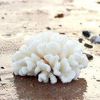 Besimple two pack coral ornament displayed in packaging