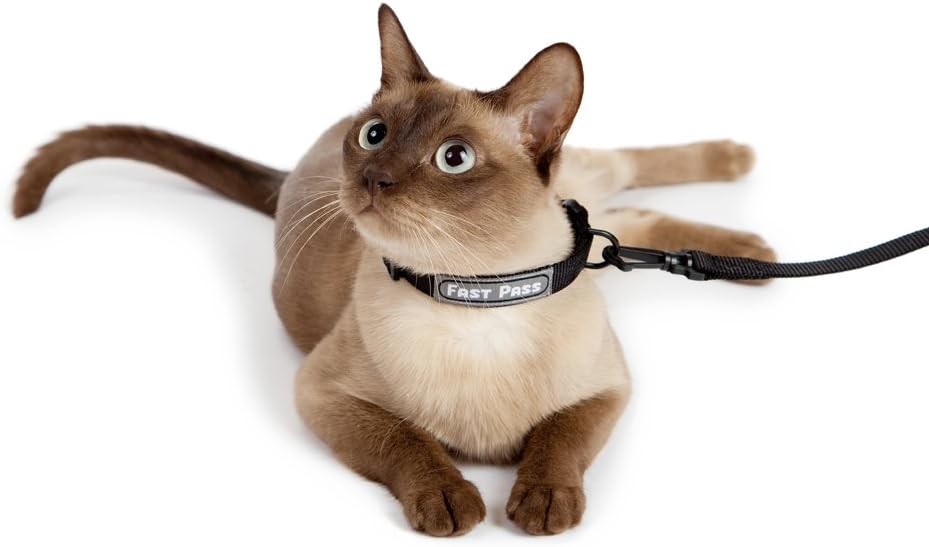 Small pet travel gear for under seat airplane cabin