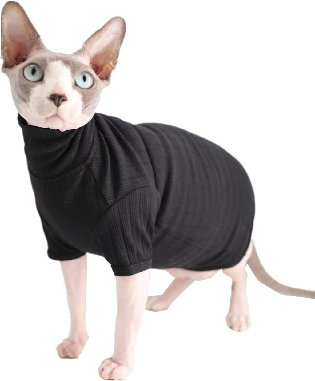 Side profile of hairless cat wearing Kitipcoo cotton pullover