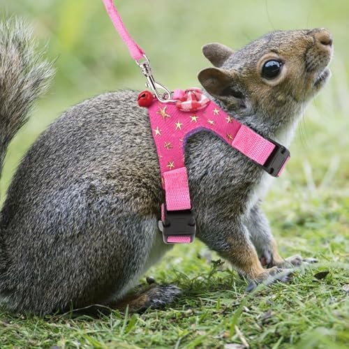 Complete Wontee small pet walking set packaged and ready for use