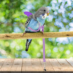 Dnoifne parrot harness showing cute decorative wings design