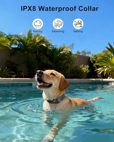 USB-C charging setup for dog training collar