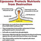 Osasuna Liposomal Astaxanthin ingredient highlights