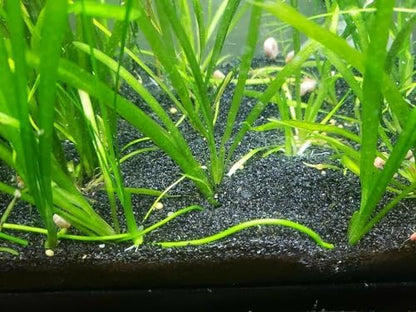 Close up view of The Frog House black aquarium sand texture