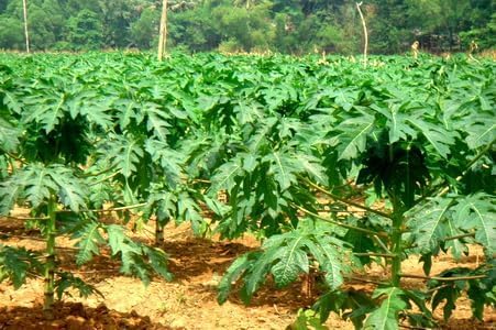 Raw green papaya foliage natural ayurvedic herb pack