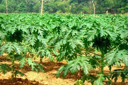 Raw green papaya foliage natural ayurvedic herb pack