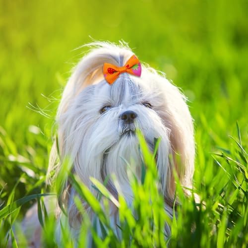 Collection of Senniea 100 piece dog hair costume accessories