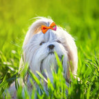Collection of Senniea 100 piece dog hair costume accessories