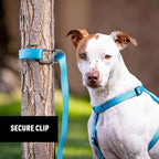 Nite Ize SlideLock Pet S-Biner being used to connect two dog leashes together for walks.
