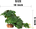Woledoe terrarium plant weighted rock base closeup