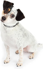 Metal Free Airport Travel Collar Leash Set Designed for Small Pets who fit Under seat of Airplane Metal Free to Speed up The Airport TSA Inspection Process (Small 7-10 inch) - Image 9