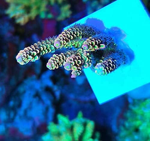 Close up of the inert high temperature fired ceramic material on an Aquarium Choice coral plate base.