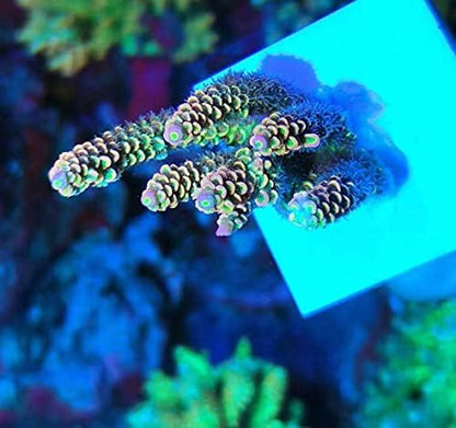 Close up of the inert high temperature fired ceramic material on an Aquarium Choice coral plate base.