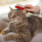 Back label showing directions and ingredients for cats