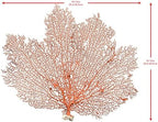 Decorative red sea fan coral branch styled as a coastal desk ornament