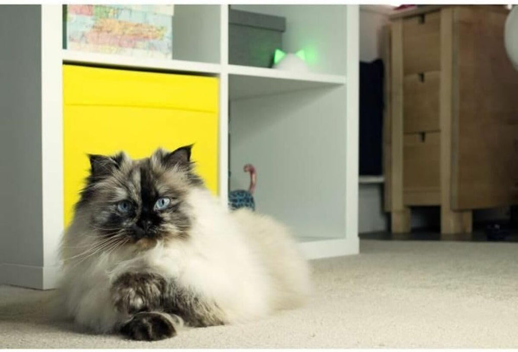 App controlled pet door hub in modern interior setting