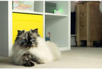 App controlled pet door hub in modern interior setting