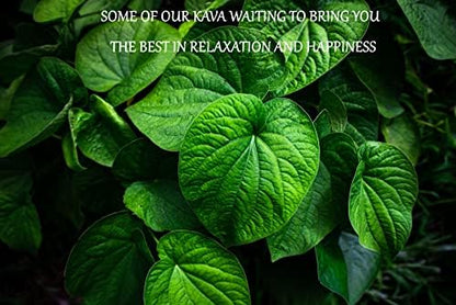 Premium Fijian Kava root supplement fine powder texture for traditional straining