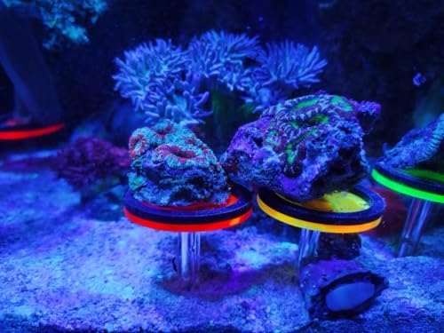Saricho marine reef coral cultivation rack showing the glowing aesthetic properties under simulated aquarium lighting conditions