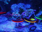 Saricho marine reef coral cultivation rack showing the glowing aesthetic properties under simulated aquarium lighting conditions