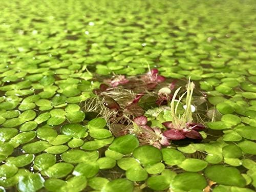 Healthy Giant Duckweed surface cover providing natural shade for fish and shrimp in a tank.