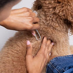 Professional tick removal tool for pet grooming