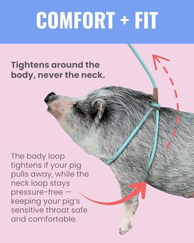Close up of Porcine mini pig harness adjustment mechanism