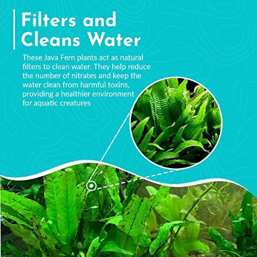 Low maintenance live Java Fern mat creating shelter for small aquarium fish.