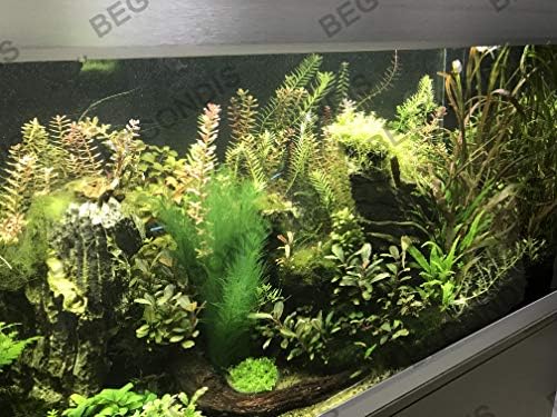BEGONDIS pet safe silk aquarium plants for tropical fish