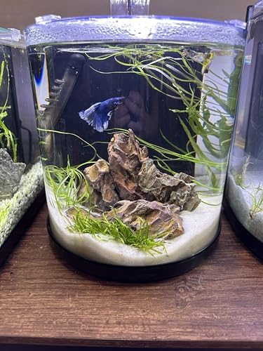 Aquarium with Aqua Natural Sugar White sand substrate