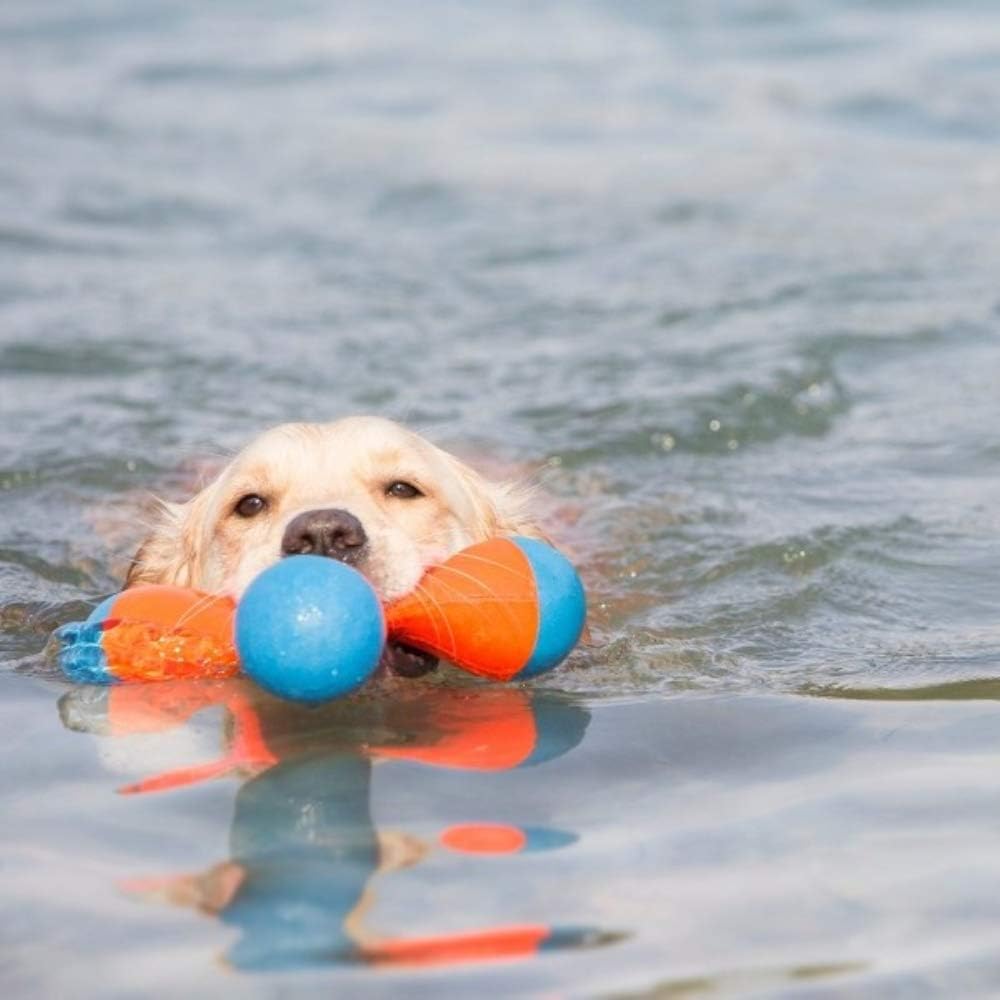 Dog playing fetch with Chuckit! Tri Bumper toy