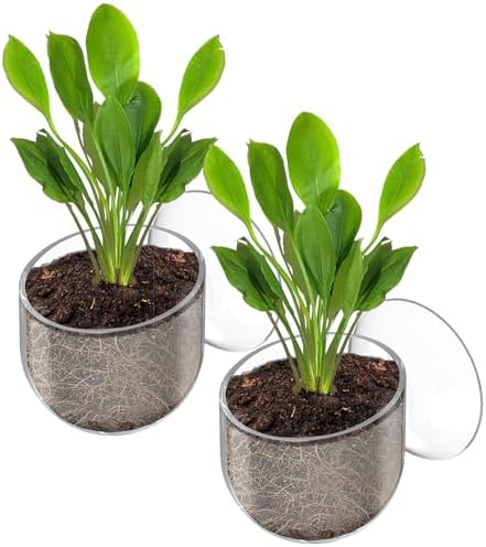 Pawfly clear glass aquatic planter cup showcasing the tilted opening design and bottom drainage slits.