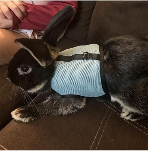 Teleyi black medium escape proof ferret vest harness worn by a small animal