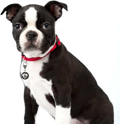Authentic shungite pet charm attached to a dog collar
