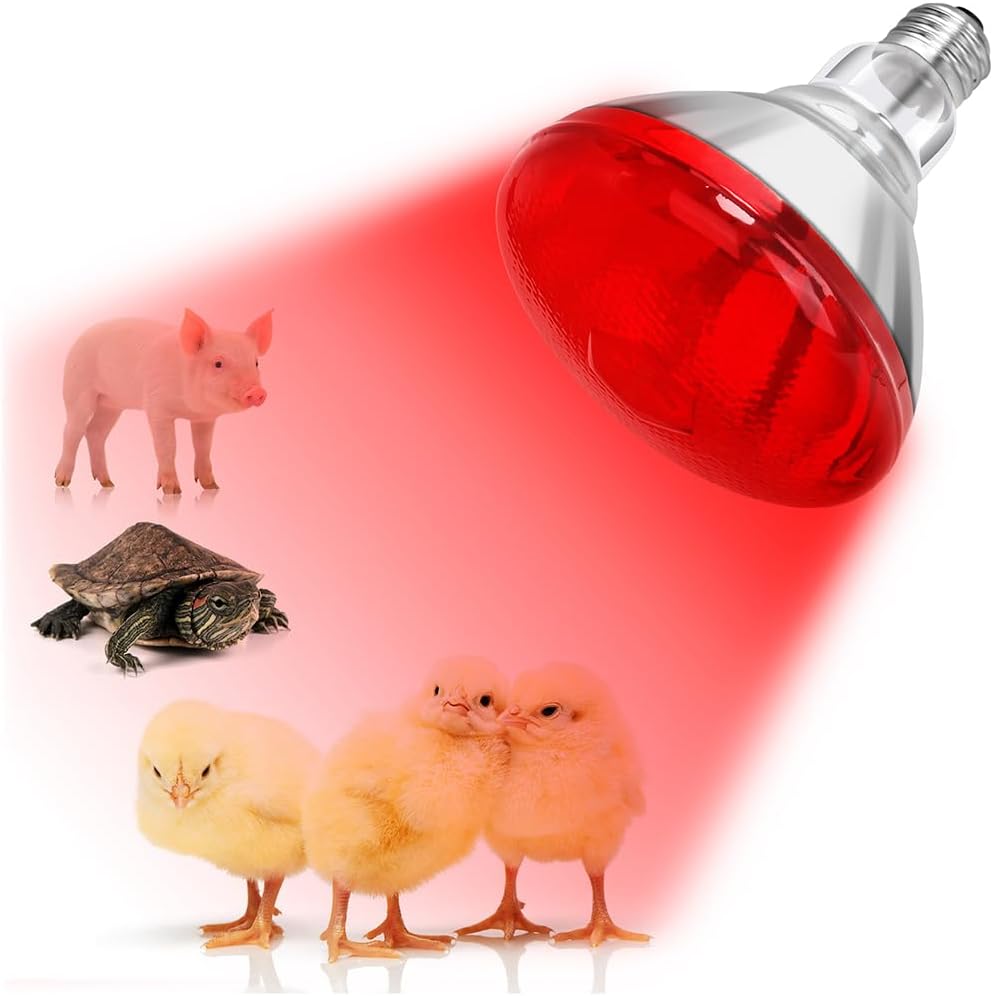 DaToo infrared heat lamp bulb front view showing the red reflector glass design.