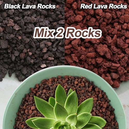 Cjgq lava rocks used as decorative top dressing for succulents