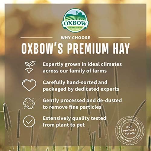 Small pet feeding on organic meadow hay