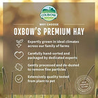 Small pet feeding on organic meadow hay