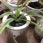 Cjgq black river rocks used in home vase decor