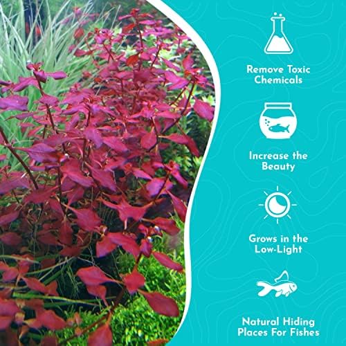 Close up view of the intense crimson leaves of CantonAquatics live plant