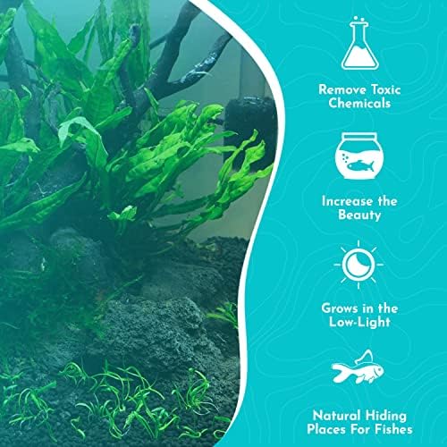 Canton Aquatics live fish tank plants placed on driftwood and rocks.