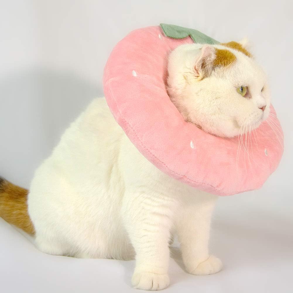 Kitten wearing strawberry printed cotton elizabethan collar for wound healing
